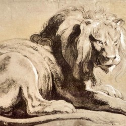 Study of a Lion